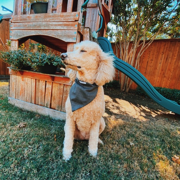 Dog Bandana - Picture 2 of 3